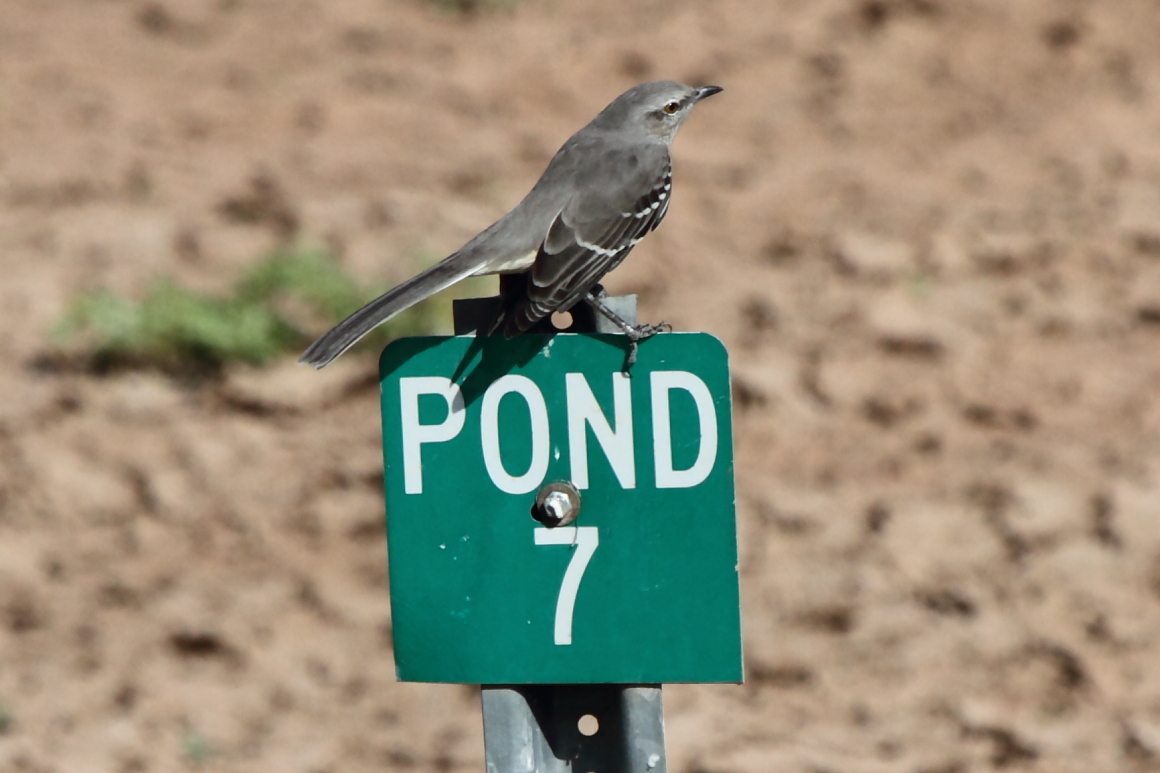 Northern Mockingbird