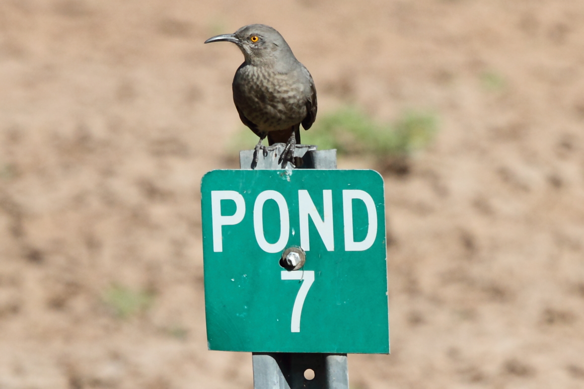 Curve-billed Thrasher