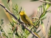 Wilson's Warbler