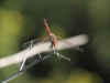 Variegated Meadowhawk 