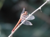 img_4507_dragonfly_rpwr_201209