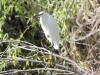 Snowy Egret