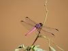 Roseate Skimmer