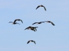 White-faced Ibis