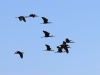 White-faced Ibis