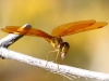 Slough Amberwing