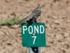 Northern Mockingbird