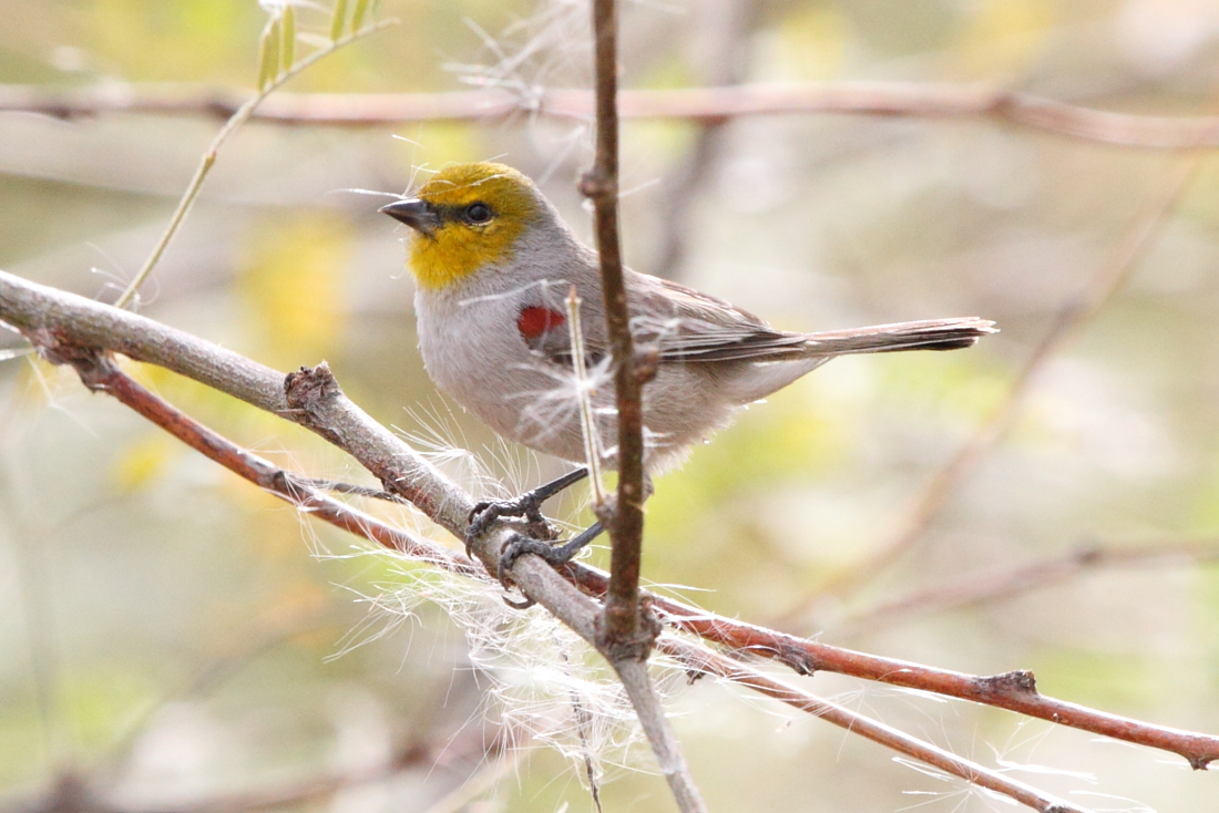 Verdin