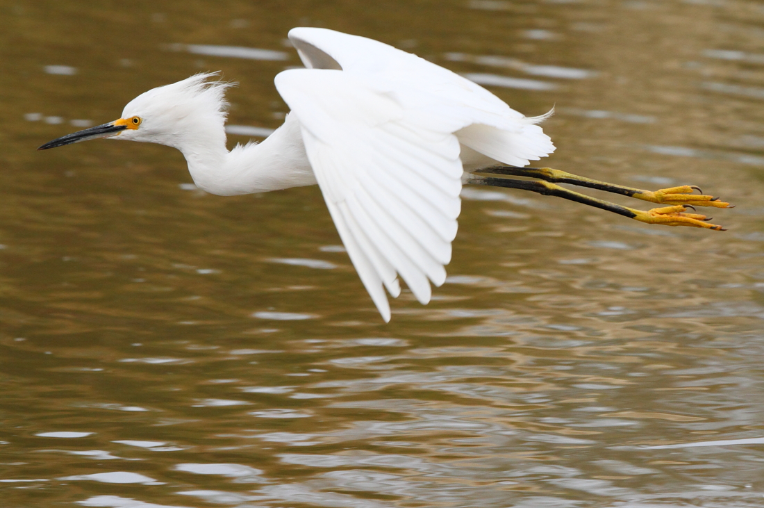 Snowy Egret