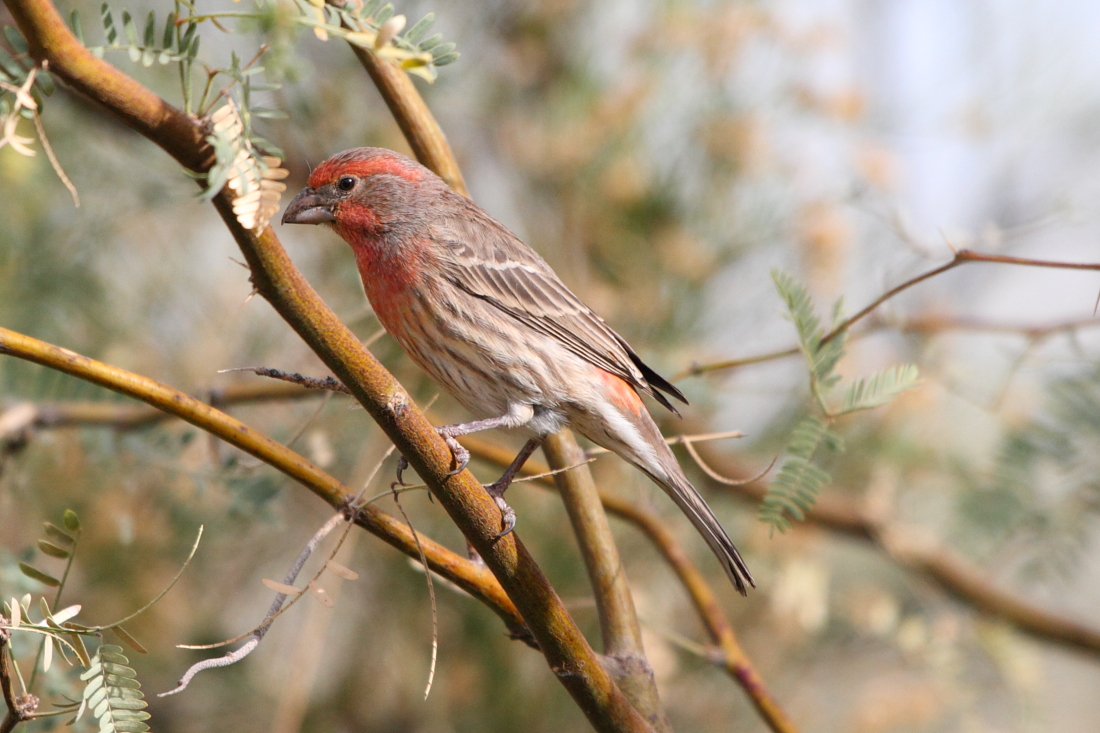 House Finch