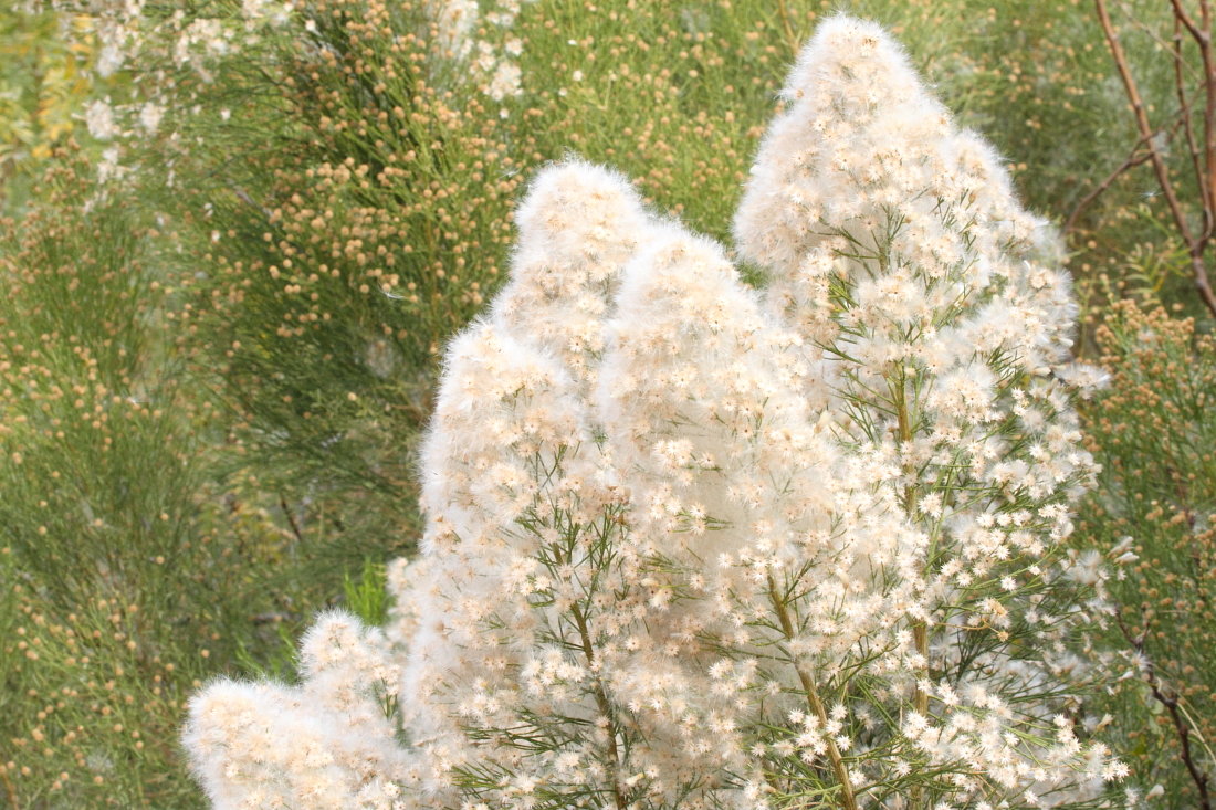 Desert Broom