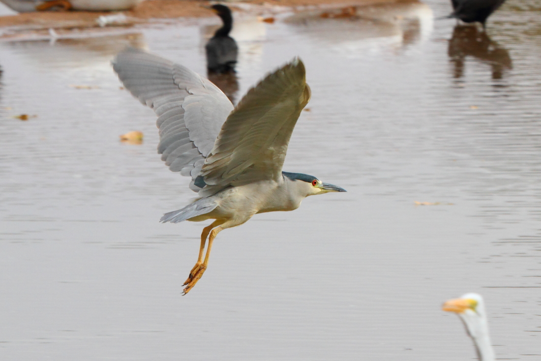 Black-crowned Night Heron