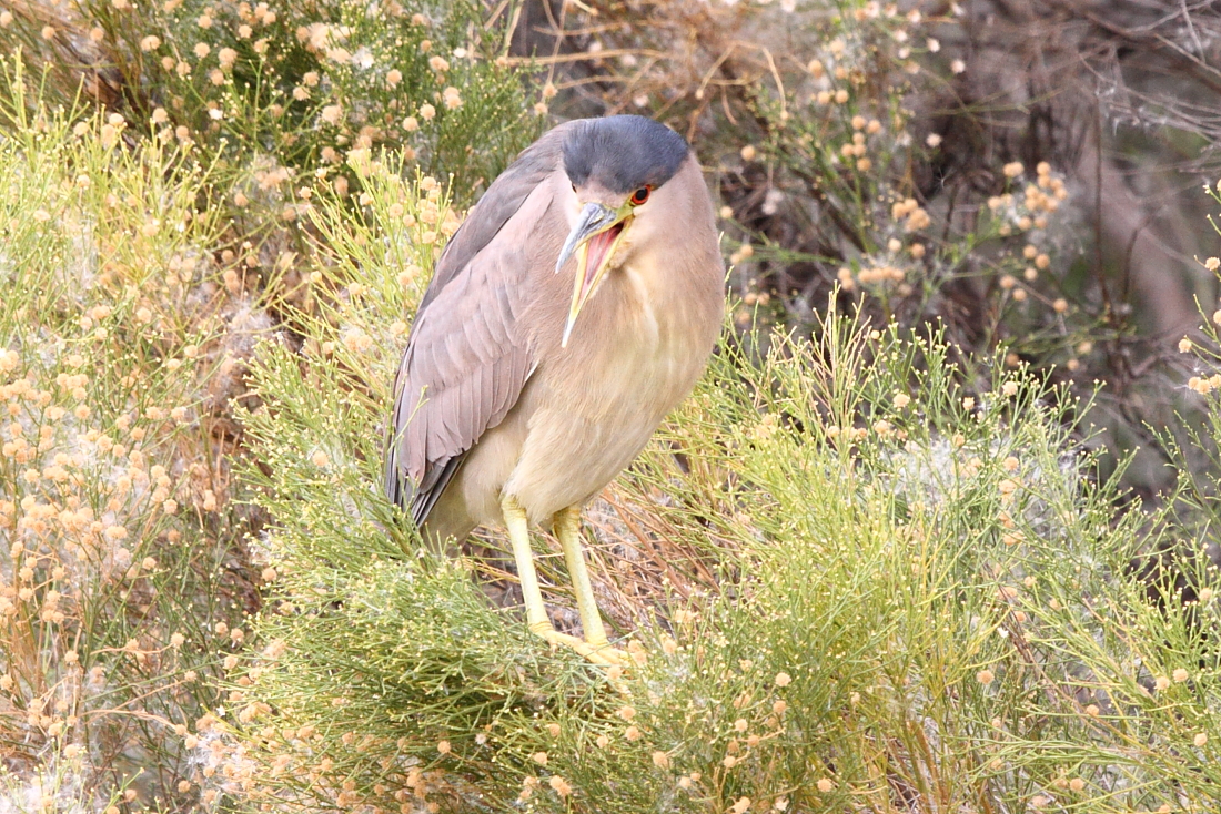 Black-crowned Night Heron