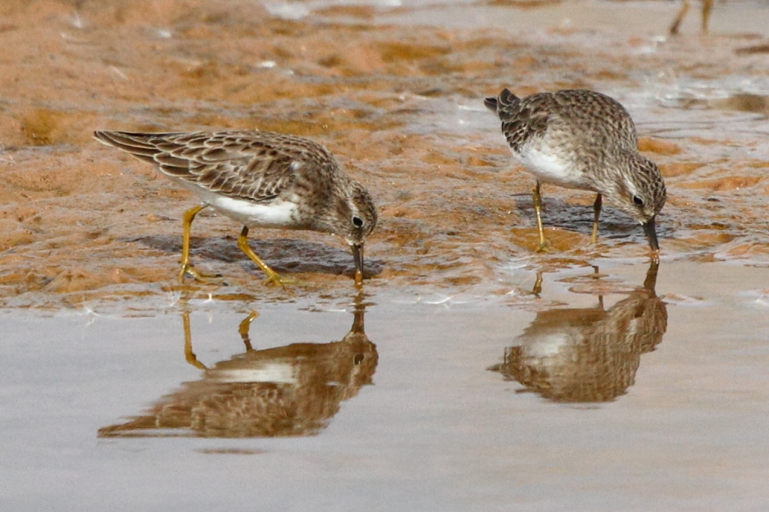 Least Sandpiper