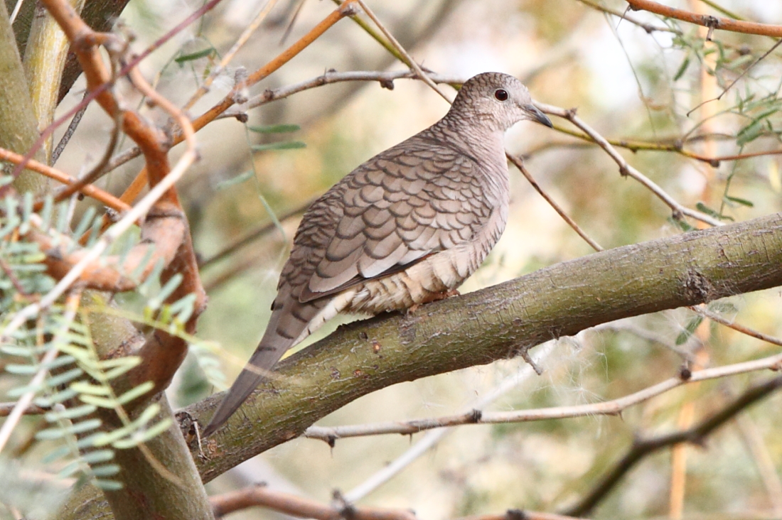 Inca Dove