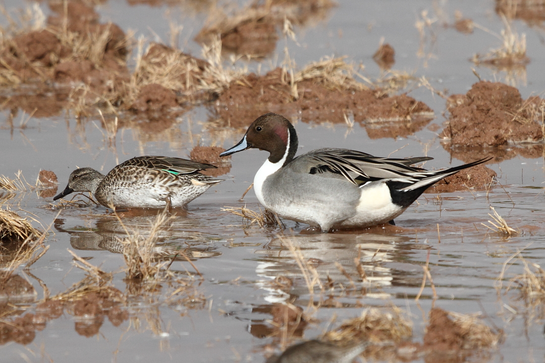 Northern Pintail and Green-winged Teal