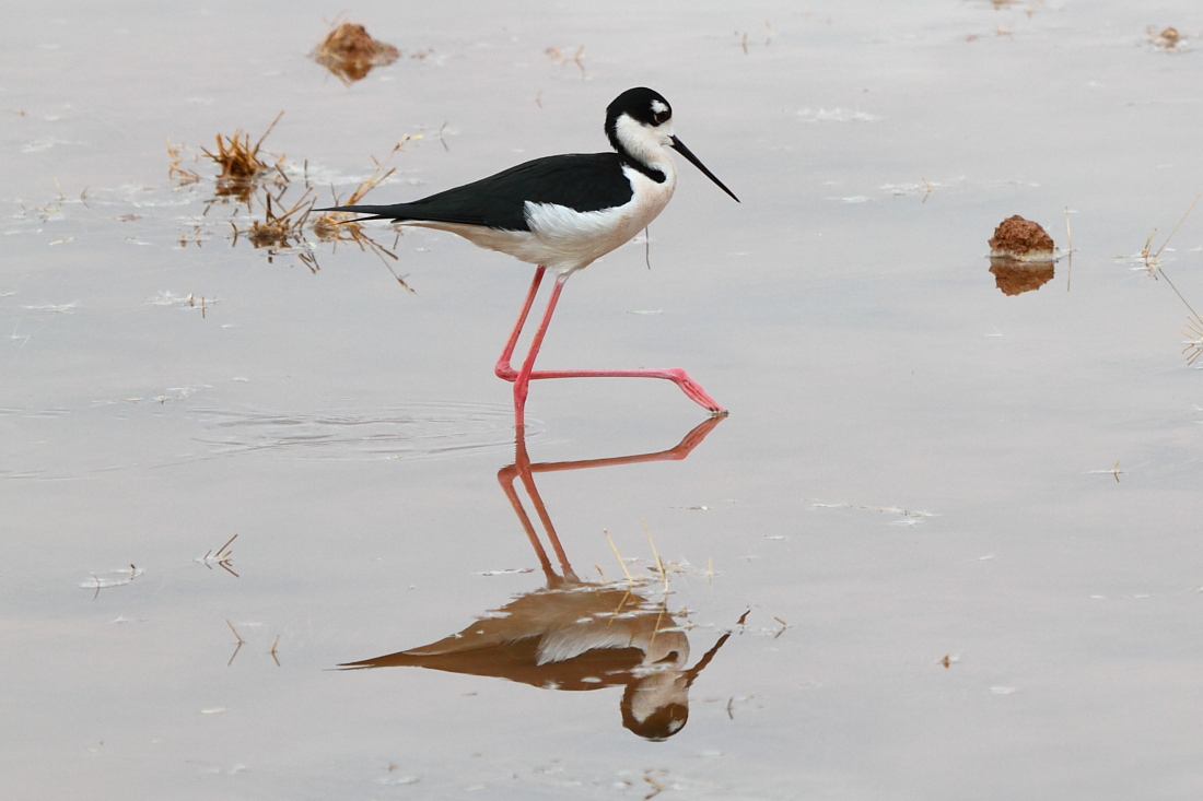 Black-necked Stilt