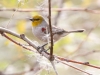 Verdin