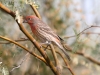 House Finch