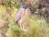 Black-crowned Night Heron