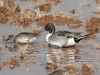Northern Pintail and Green-winged Teal
