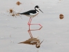 Black-necked Stilt