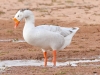 Chinese Goose