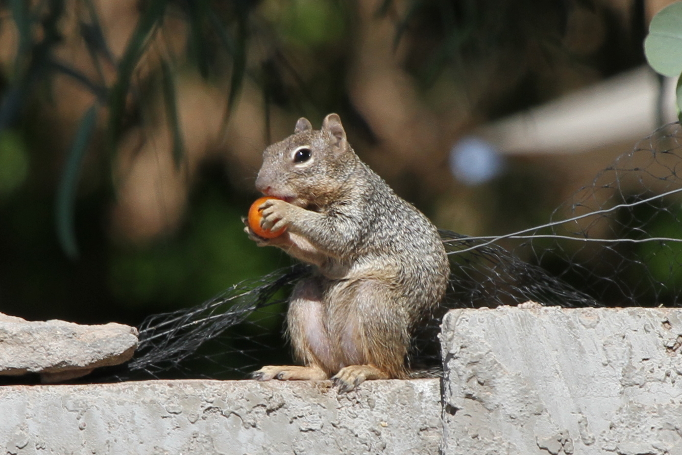 img_0045_squirrel_croped