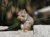 img_0045_squirrel_croped