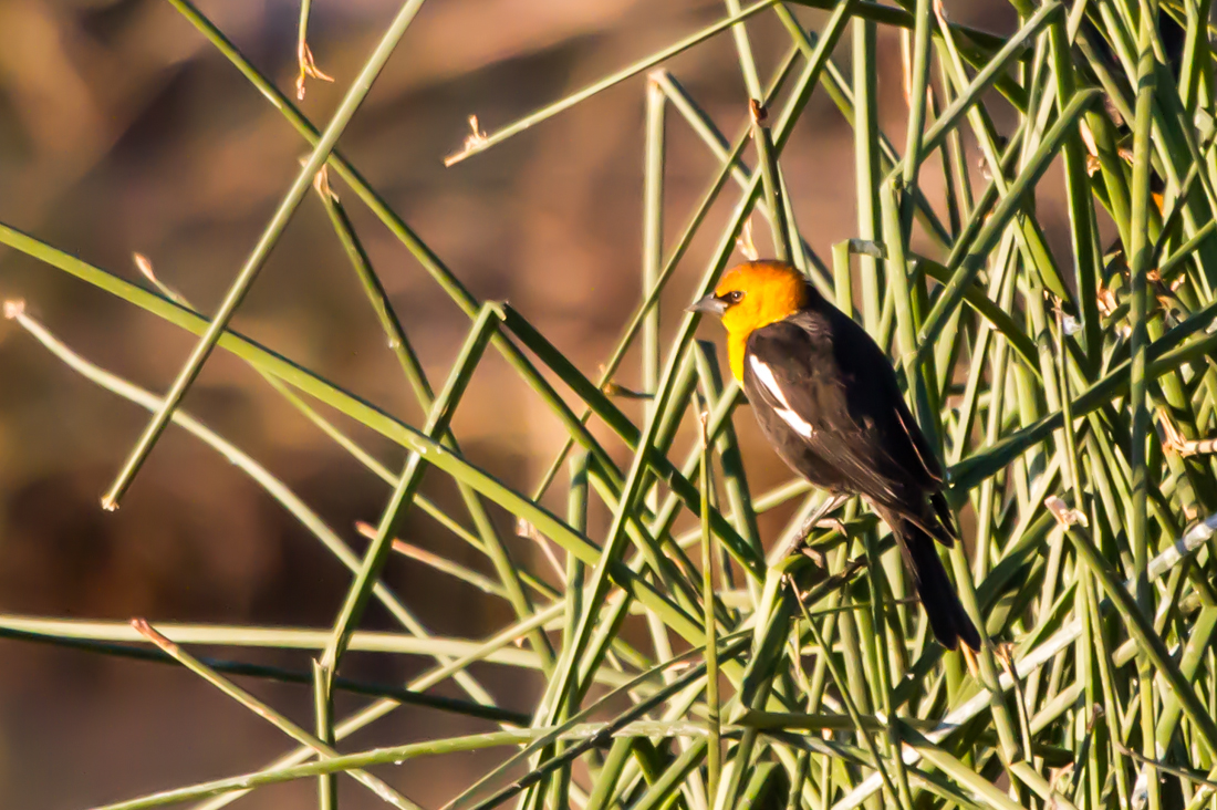 Yellow-headed Blackbird