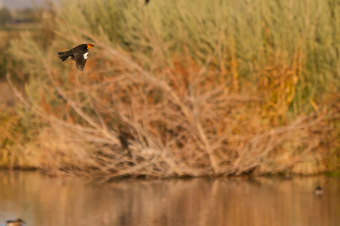 Yellow-headed Blackbird