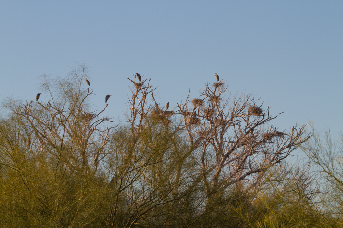 Great Blue Herons