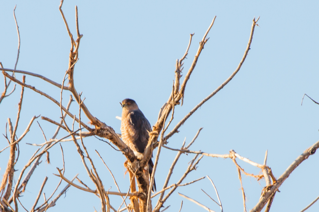This is a poor picture of the Cooper\'s Hawk, but I wanted a picture of each raptor we saw. Tres Rios
