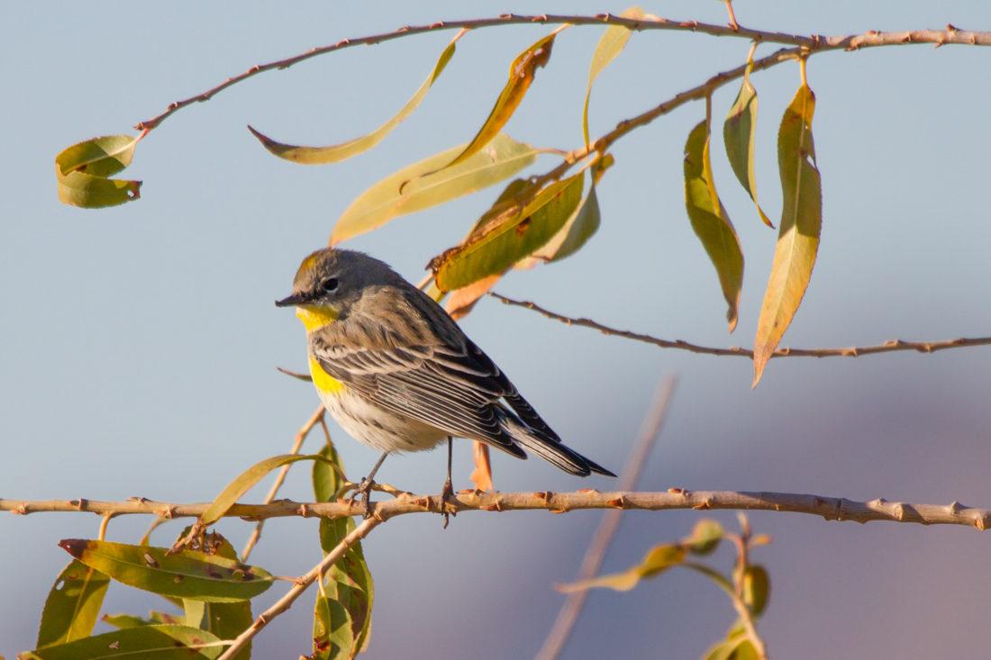 Yellow-rumped Warbler