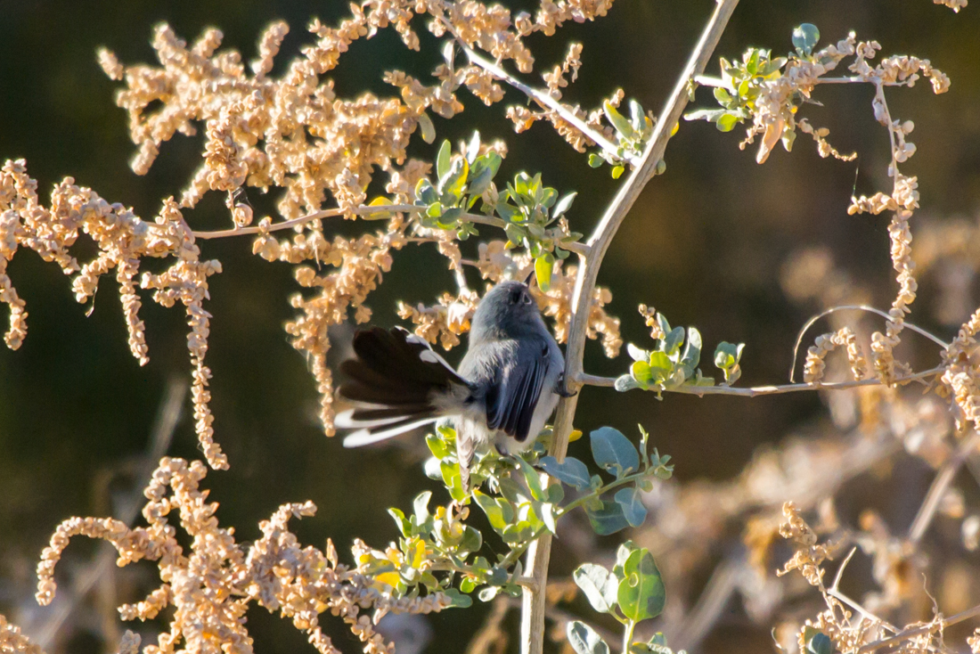 Black-tailed Gnatcatcher