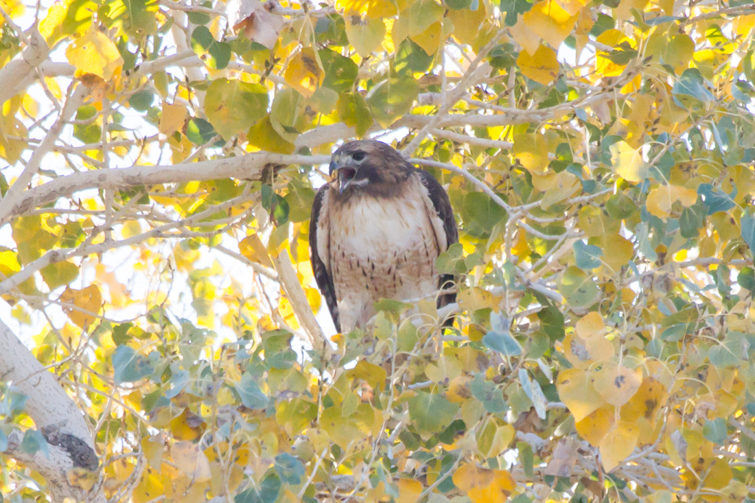 Red-tailed Hawk