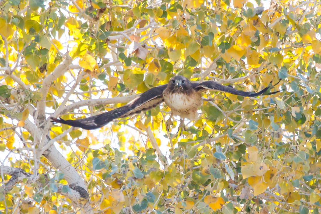 Red-tailed Hawk