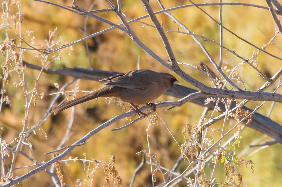 Abert\'s Towhee