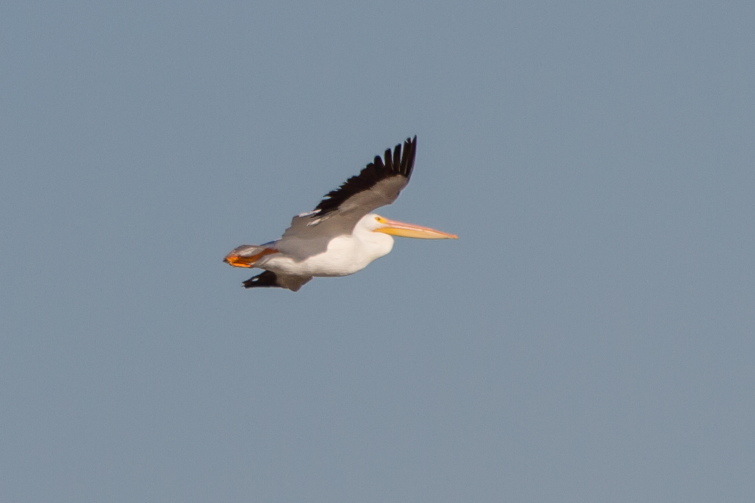 American White Pelican