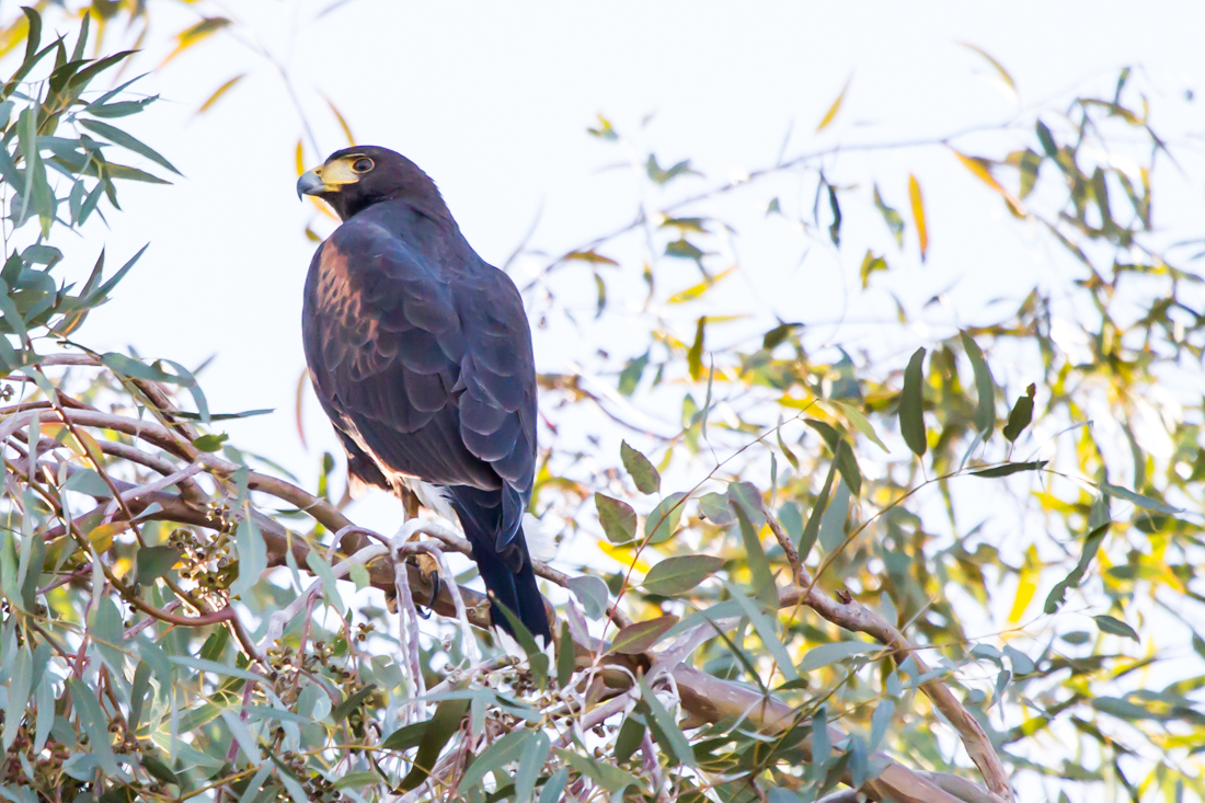 Harris\'s Hawk