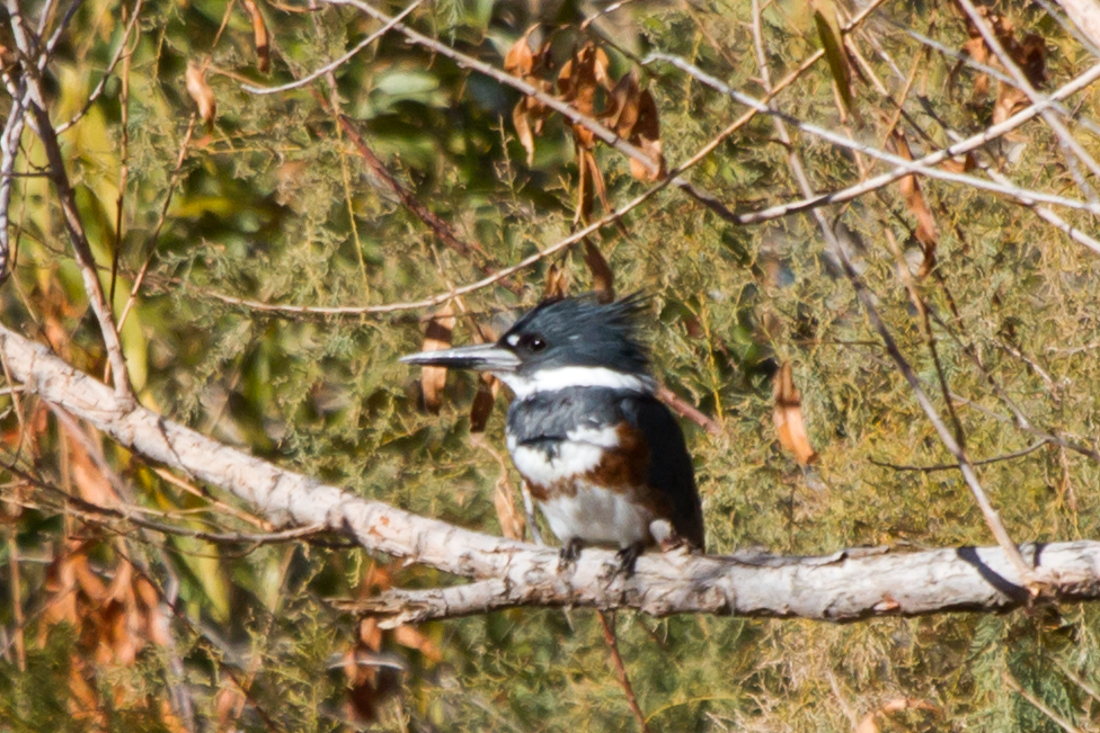 Belted Kingfisher