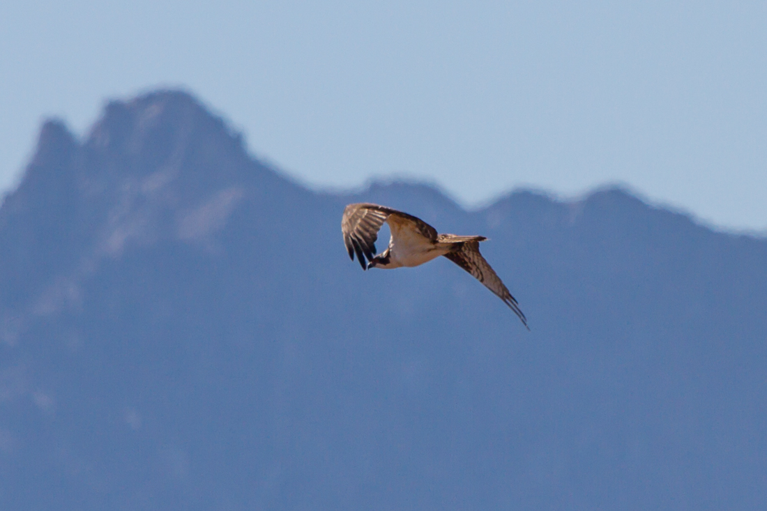 Osprey