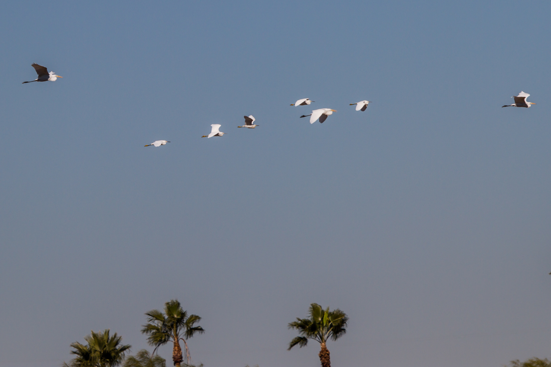 Great Egret