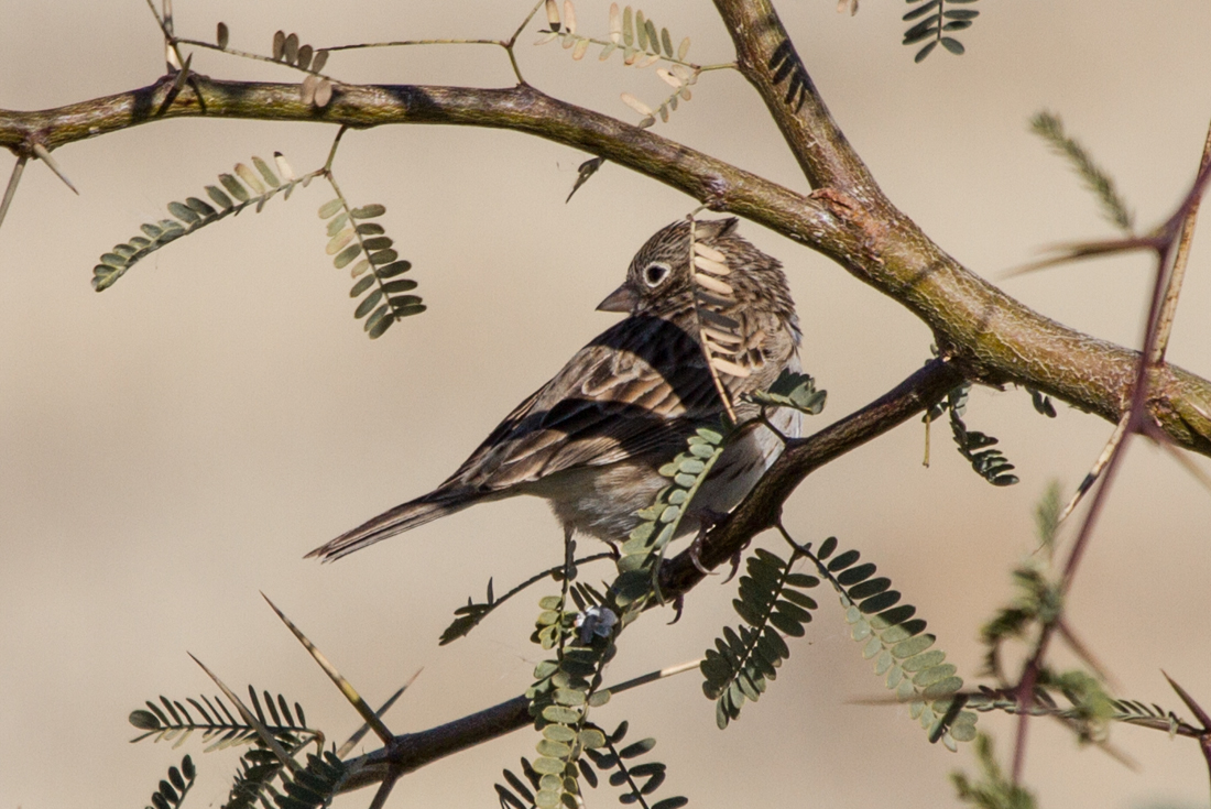 Vesper Sparrow.