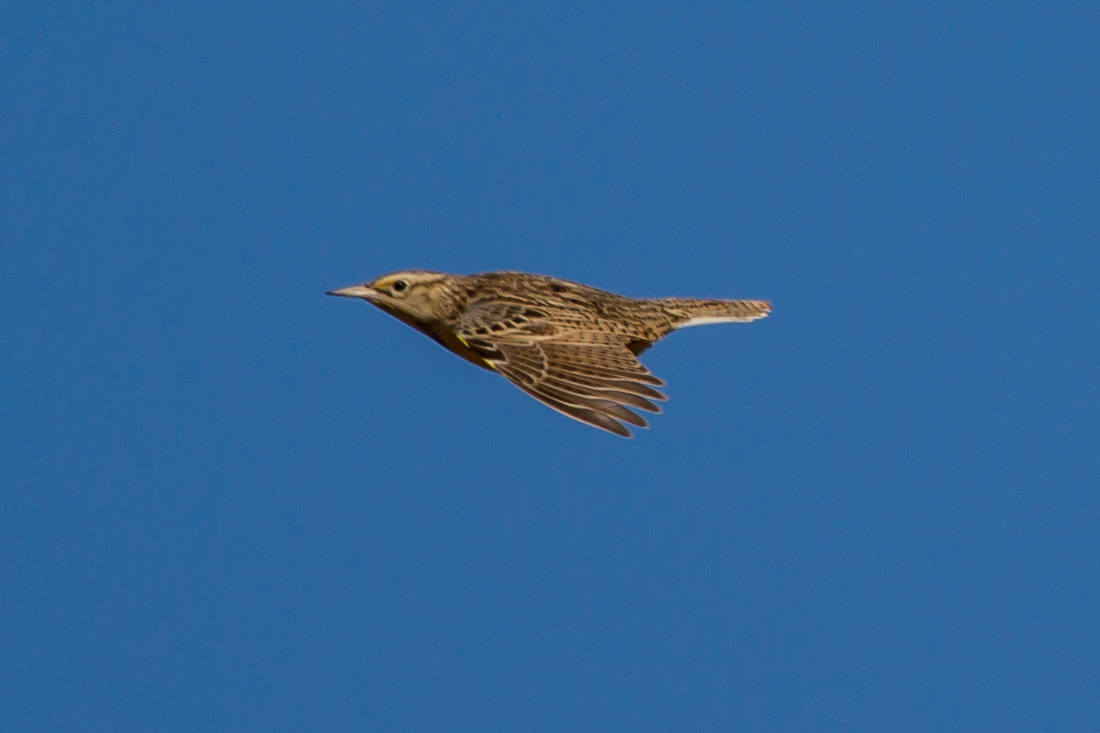 Western Meadowlark