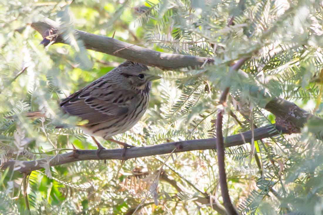 Lincoln\'s Sparrow