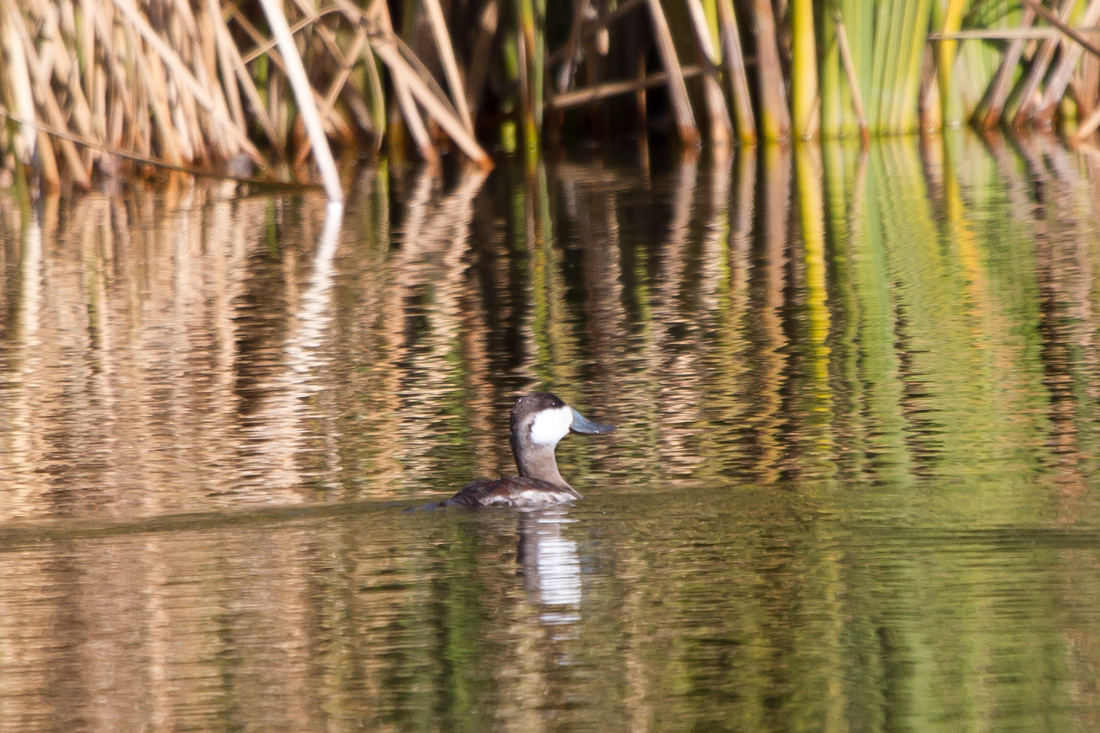 Ruddy Duck