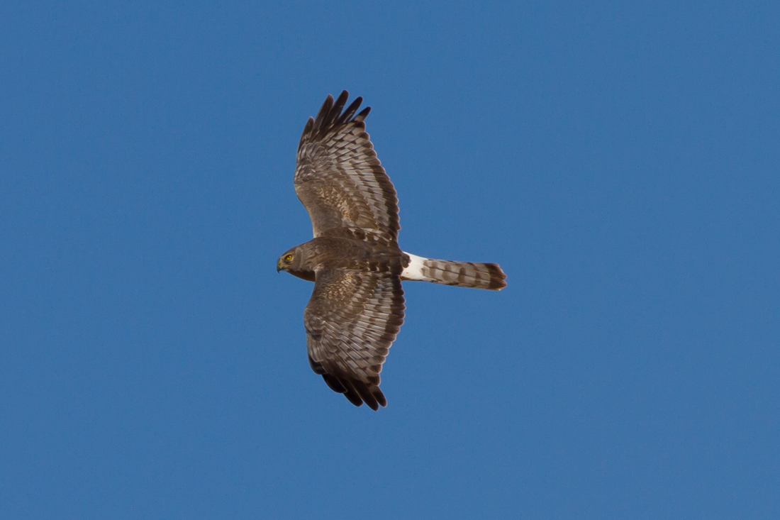 Northern Harrier