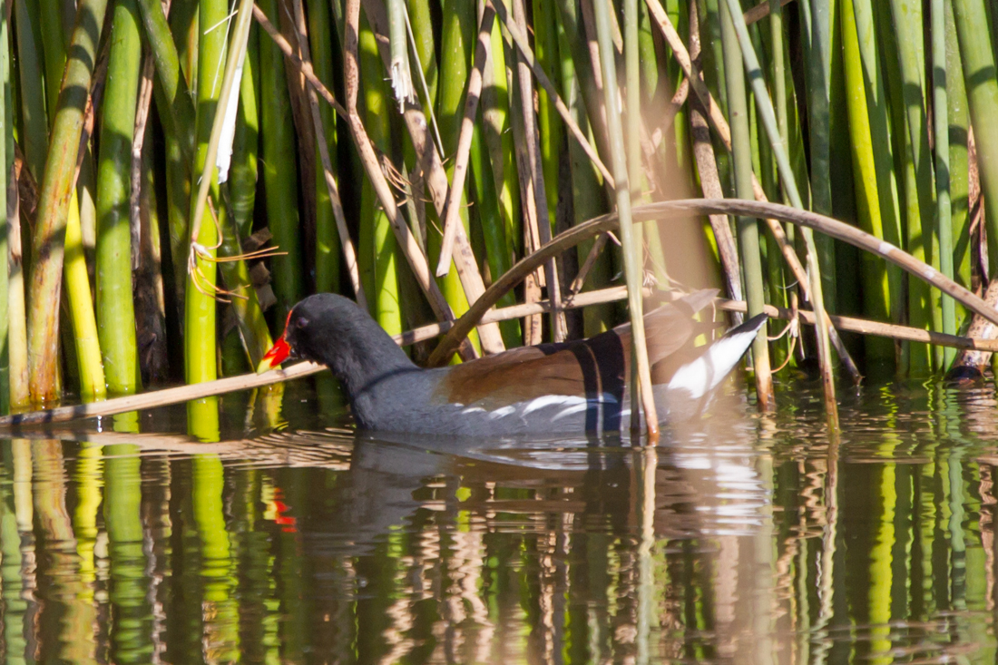 Common Gallinule