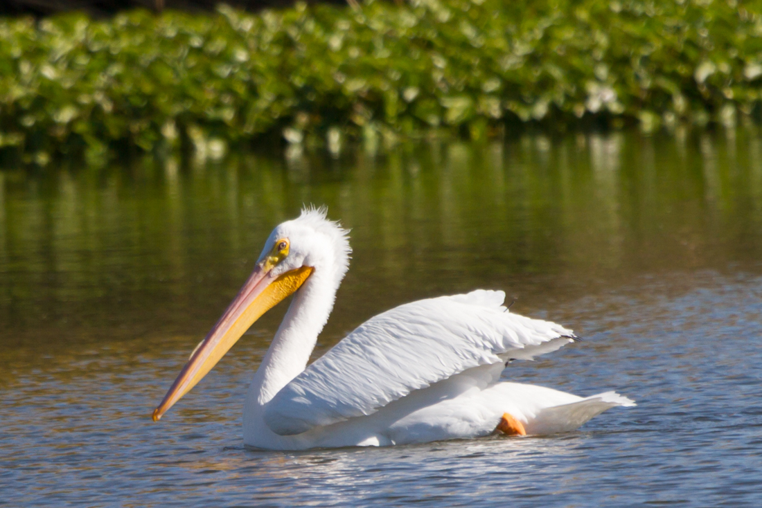 American White Pelican